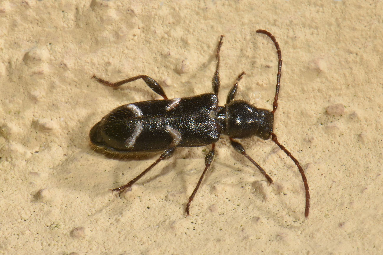 Cerambycidae: Poecilium alni? S, maschio.